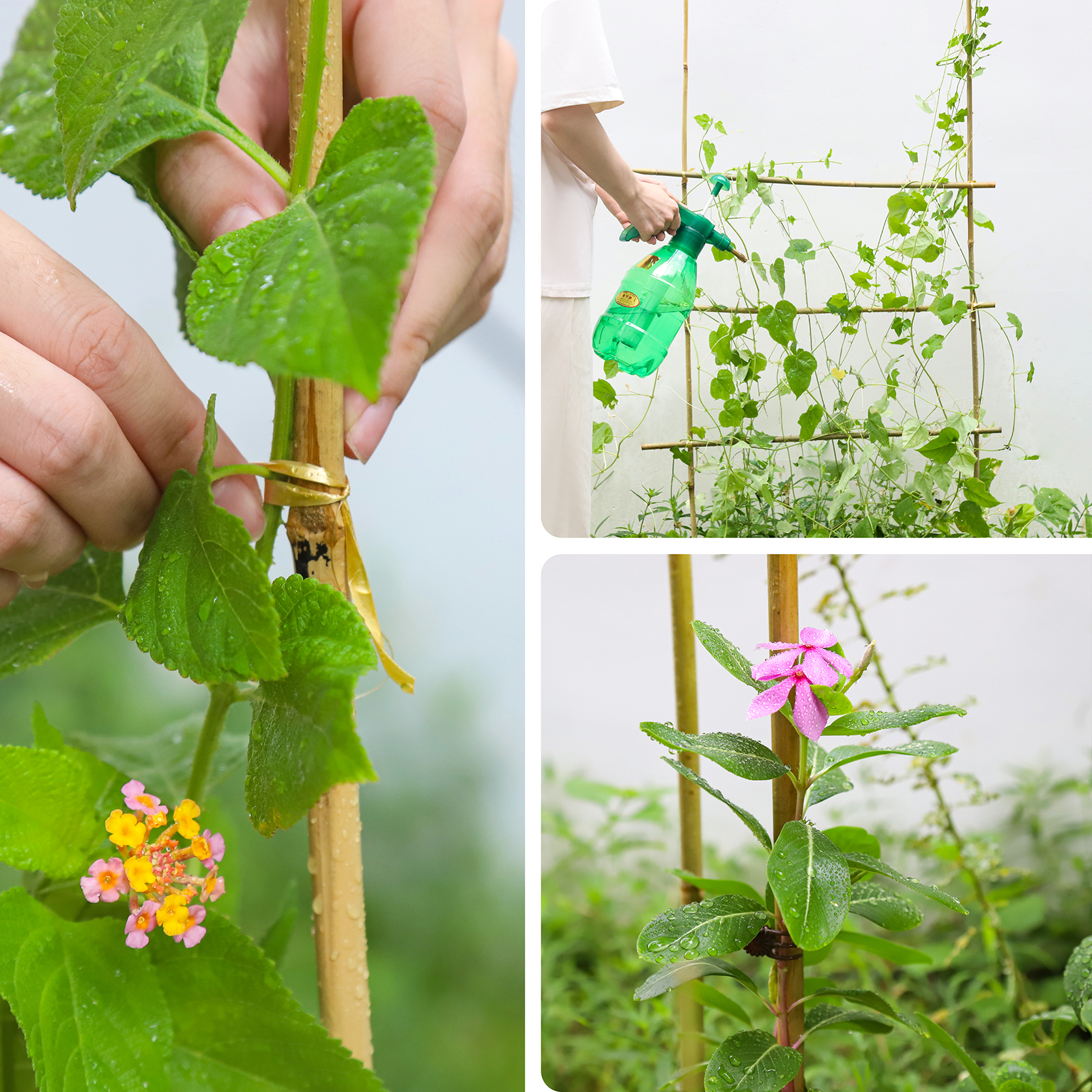 5FT,Diameter 8mm - 10mm Natural Bamboo Plant Stake, Sturdy Bamboo Poles, Durable Plant Bamboo Stake, Garden Climbing Plant Bracket 20pcs. Self-pickup Only photo 2