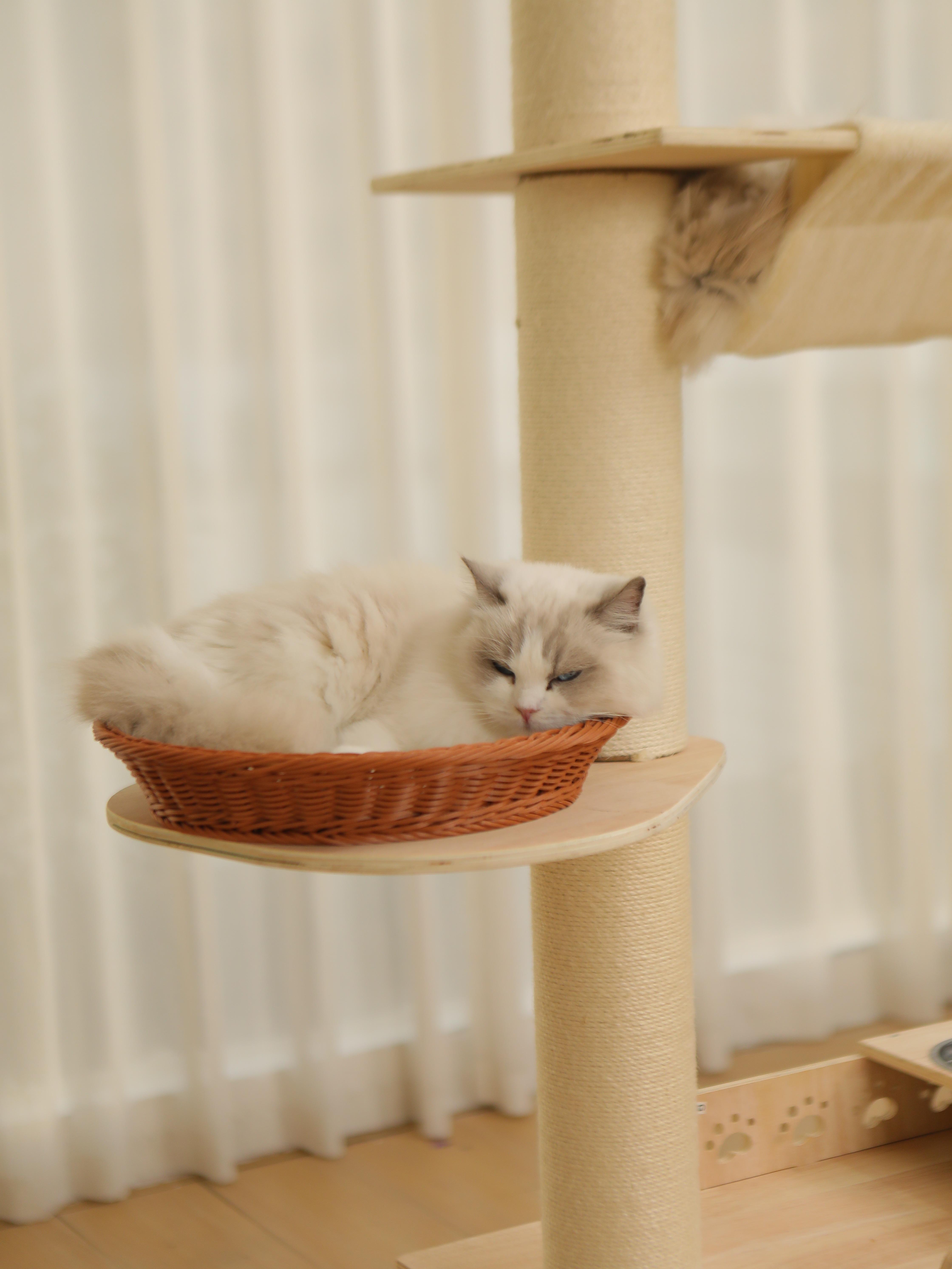 5-Tier Adjustable Cat Tree Tower-Hemp Scratching Post, Perches, Sturdy Indoor-Outdoor Activity Center photo 3