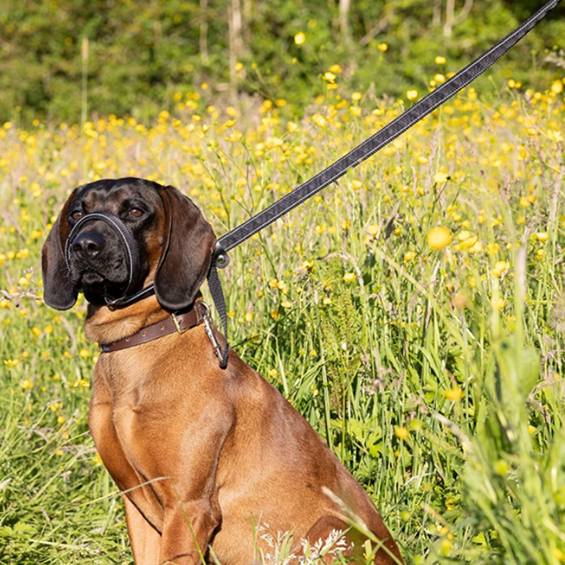 Integrated Anti-Bite Muzzle & Leash For Dogs & Dog Lead And Waste Bag Dispenser photo 1