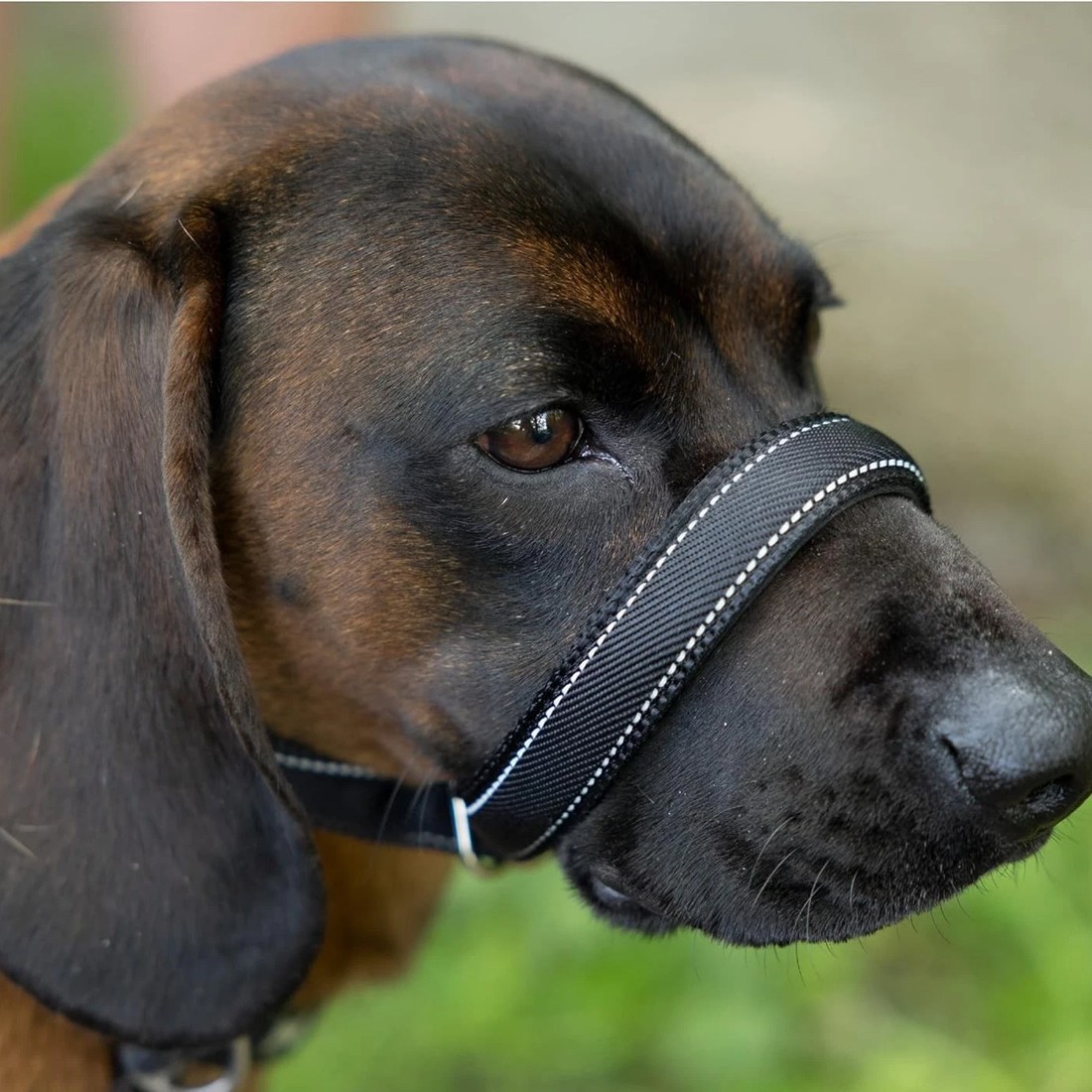 Integrated Anti-Bite Muzzle & Leash For Dogs & Dog Lead And Waste Bag Dispenser photo 6