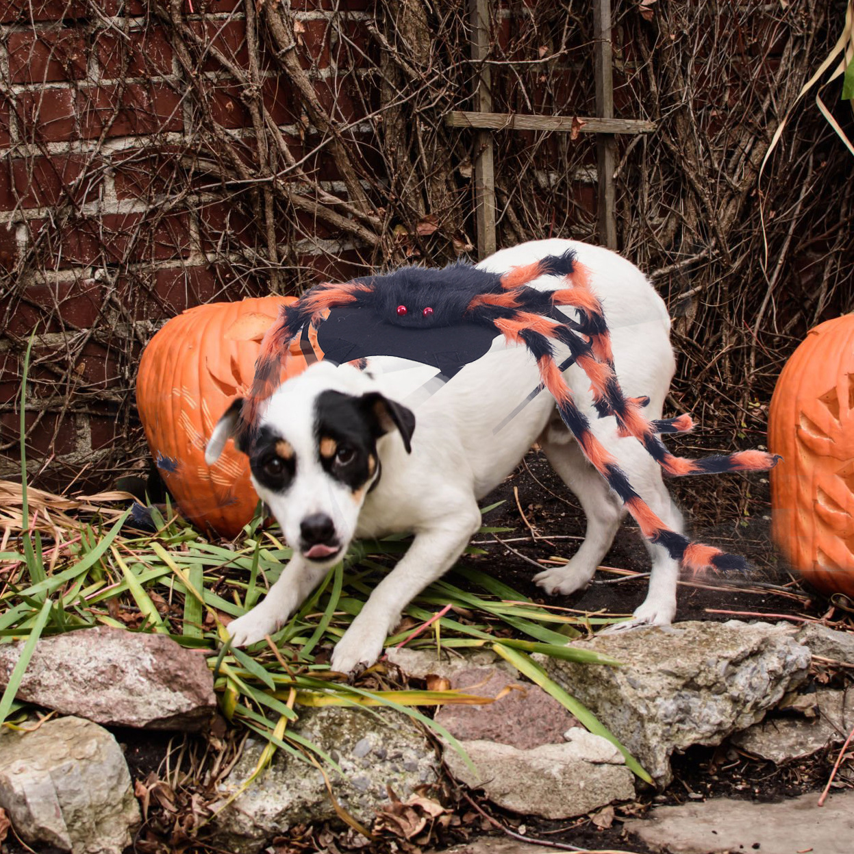 Halloween Pet Spider Costume American Style photo 1