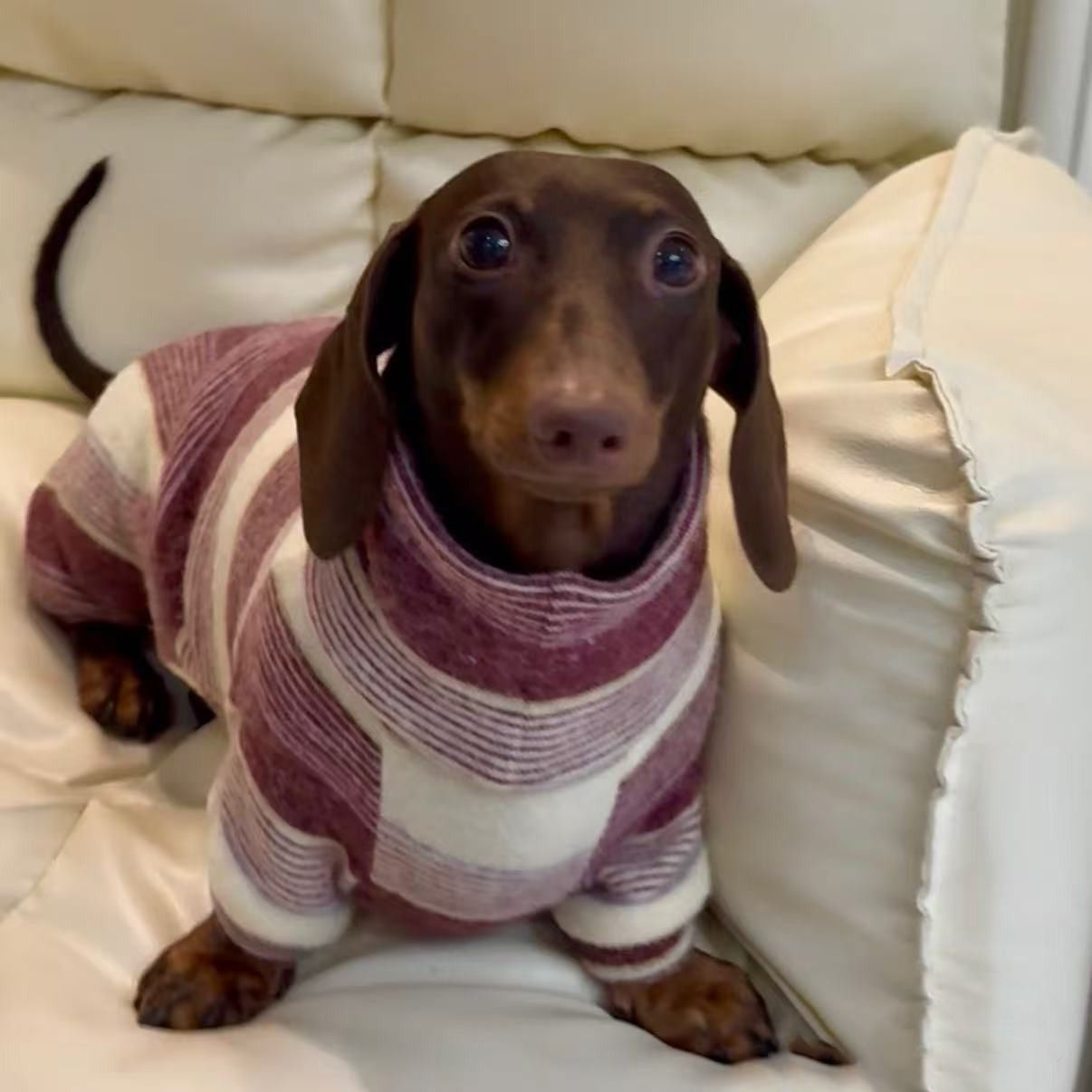 Winter-Proof Dachshund Pet Clothes Autumn And Winter High-Neck Style photo 1