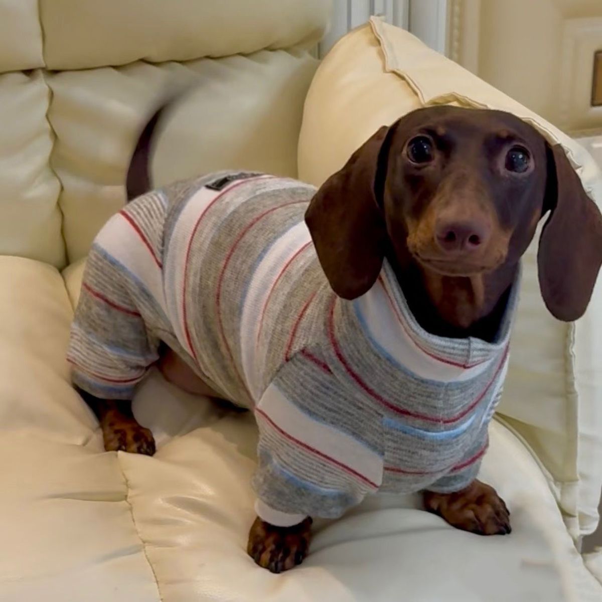 Winter-Proof Dachshund Pet Clothes Autumn And Winter High-Neck Style photo 4