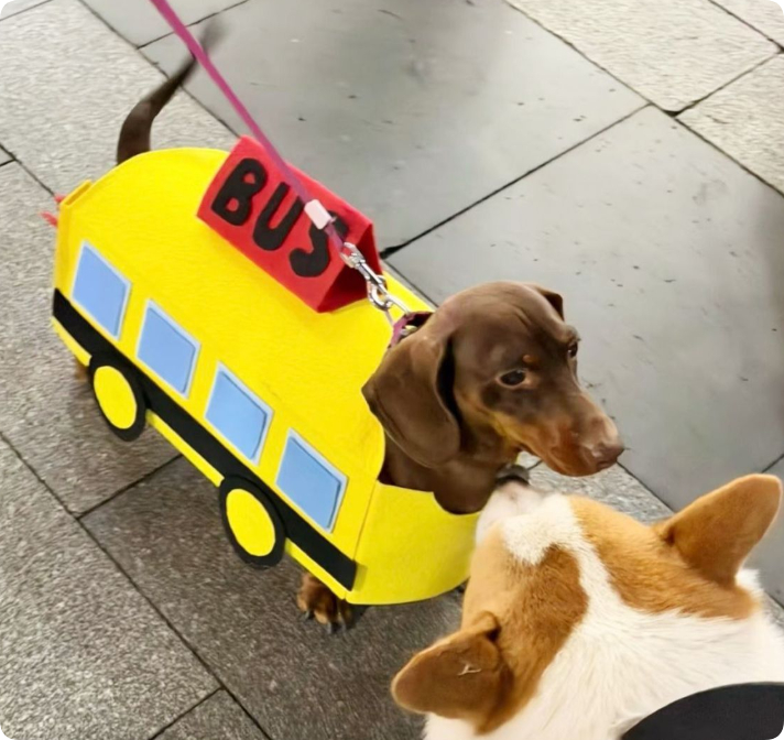 Baby Bus Pet Clothes photo 5